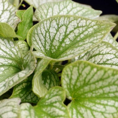 Brunnera 'Silver Charm'