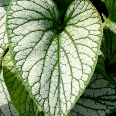 Brunnera 'Silver Charm'