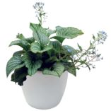 Brunnera 'Silver Charm'