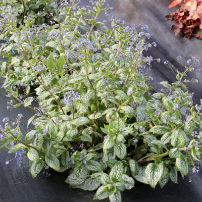 Brunnera 'Silver Lake'