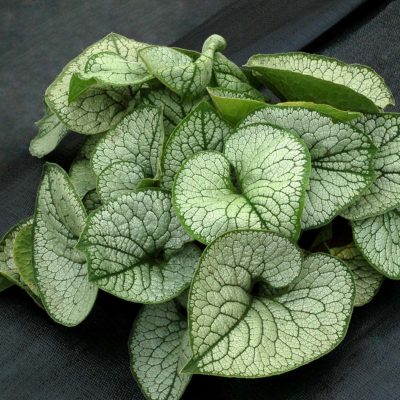 Brunnera 'Silver Lake'