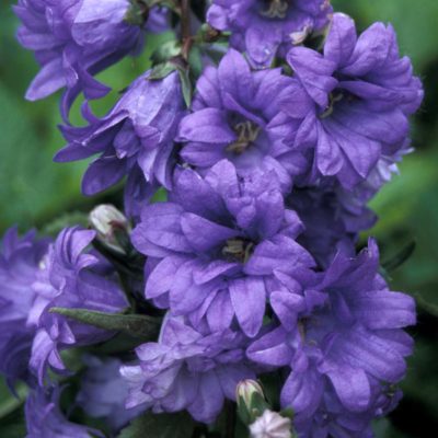 Campanula 'Bernice'