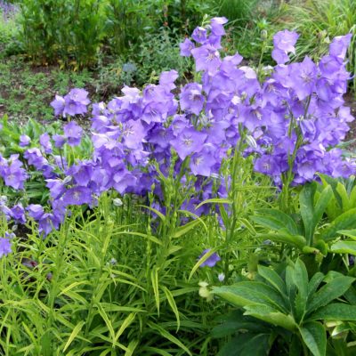 Campanula 'Blue-Eyed Blonde'