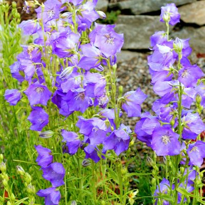 Campanula 'Blue-Eyed Blonde'