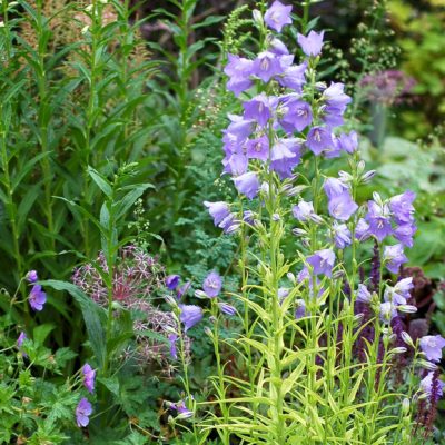 Campanula 'Blue-Eyed Blonde'