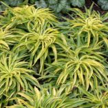 Campanula 'Blue-Eyed Blonde'