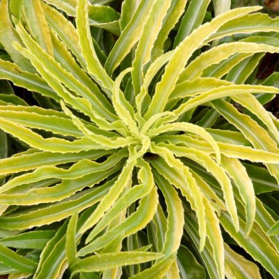 Campanula 'Blue-Eyed Blonde'