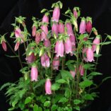 Campanula 'Bowl of Cherries'