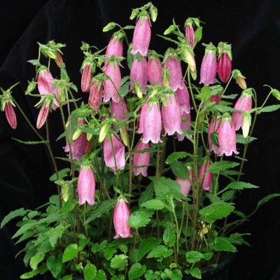 Campanula 'Bow Of Cherries'