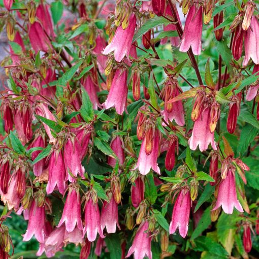 Campanula 'Cherry Bells'