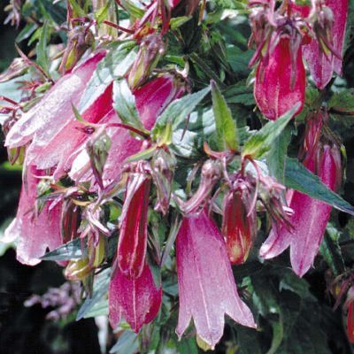 Campanula 'Cherry Bells'