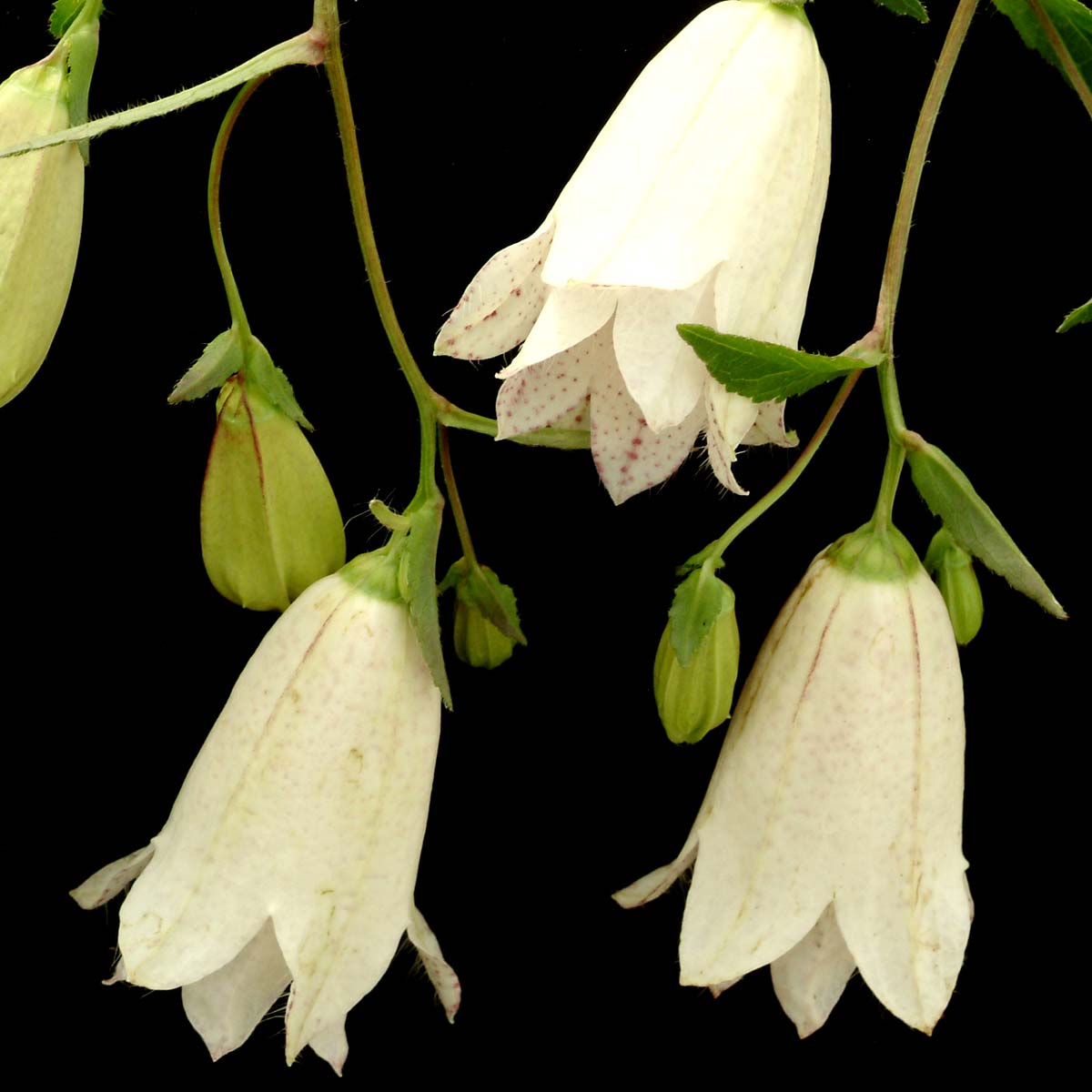 Campanula 'Double Blush'