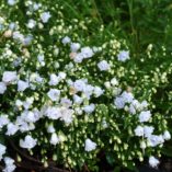 Campanula 'Elizabeth Oliver'