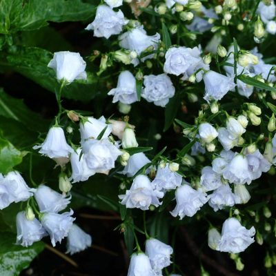 Campanula 'Elizabeth Oliver'