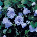 Campanula 'Elizabeth Oliver'