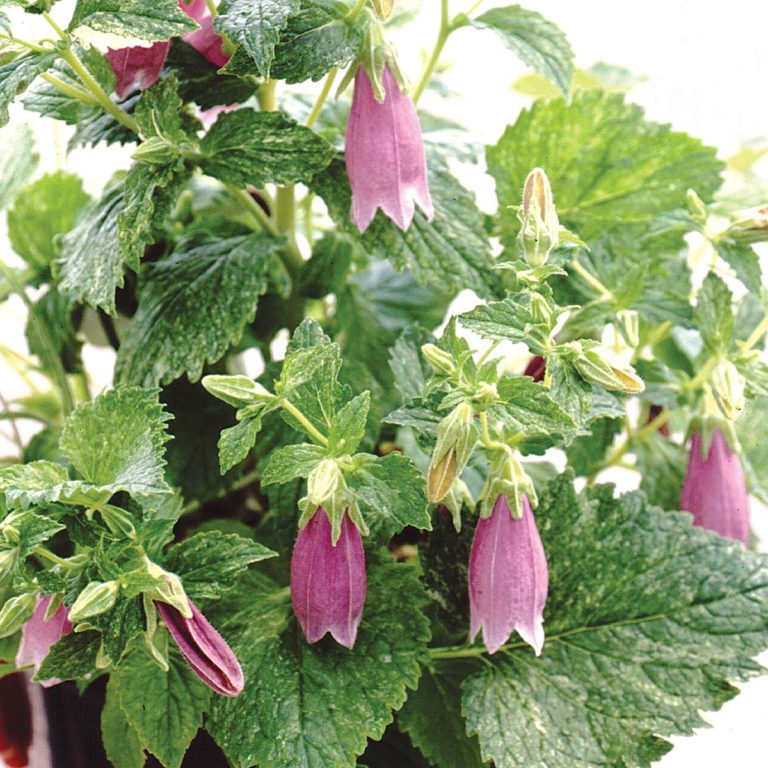 Lewisia CONSTANT™ ‘Coral’ | TERRA NOVA® Nurseries, Inc.