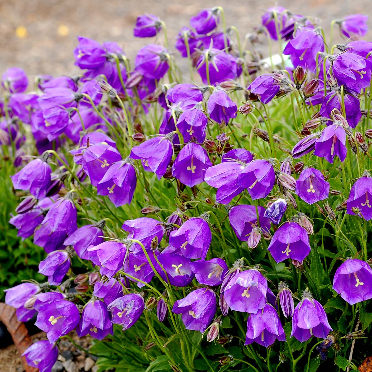 Campanula 'Jelly Bells'