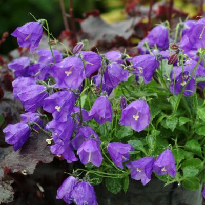 Campanula 'Jelly Bells'