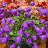 Campanula 'Jelly Bells'