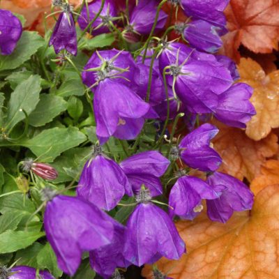 Campanula 'Jelly Bells'