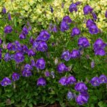 Campanula 'Jelly Bells'