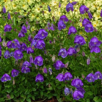 Campanula 'Jelly Bells'