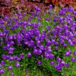 Campanula 'Jelly Bells'