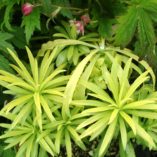 Campanula 'Kelly's Gold'