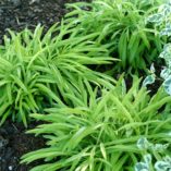 Campanula 'Kelly's Gold'