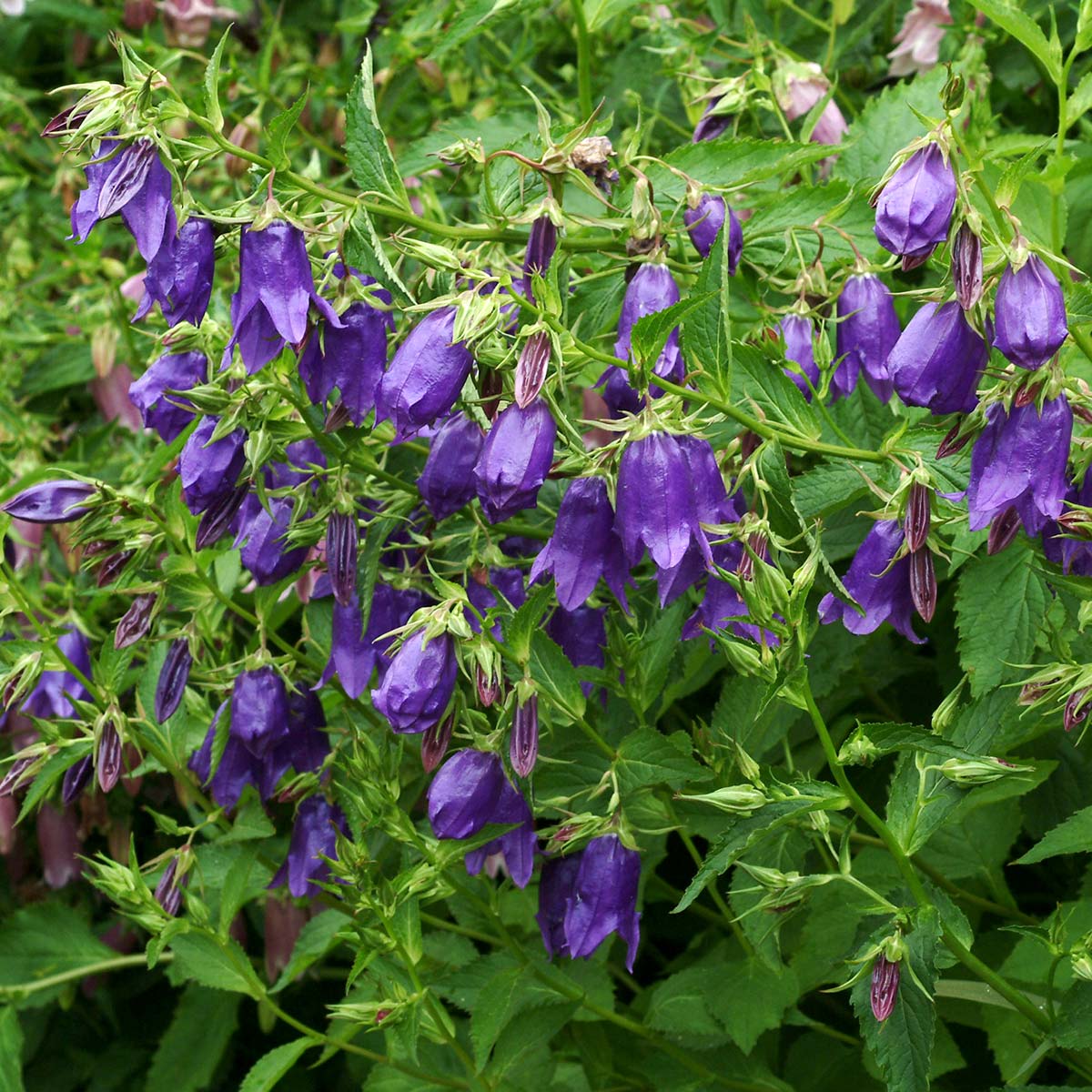 Campanula 'Kent Belle'