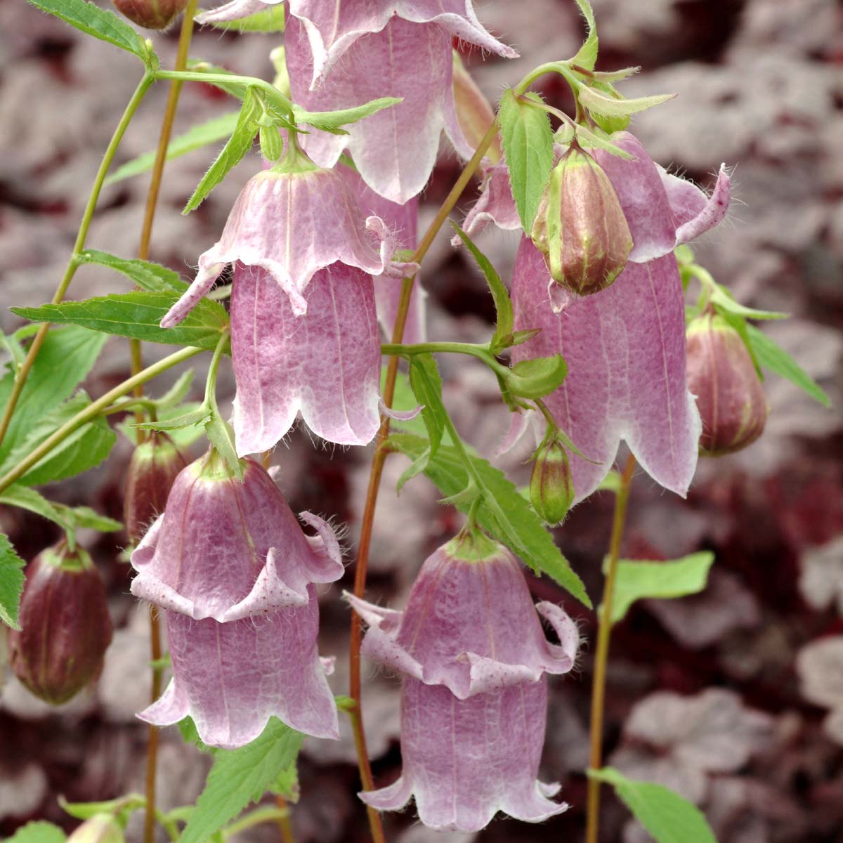 Campanula 'Pantaloons'