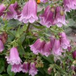 Campanula 'Pantaloons'