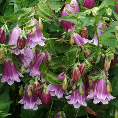 Campanula 'Pantaloons'