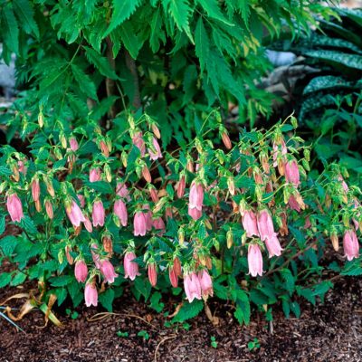 Campanula 'Pink Chimes'