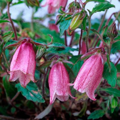 Campanula 'Pink Chimes'