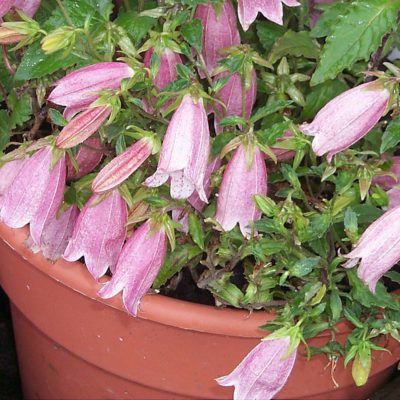 Campanula 'Pink Chimes'