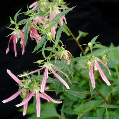 Campanula 'Pink Octopus'