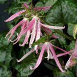 Campanula 'Pink Octopus'