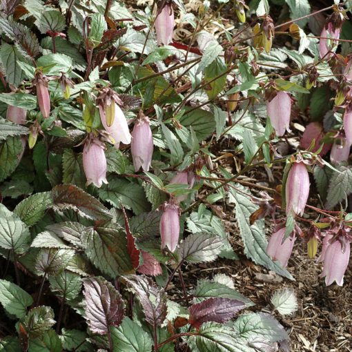 Campanula 'Plum Wine'