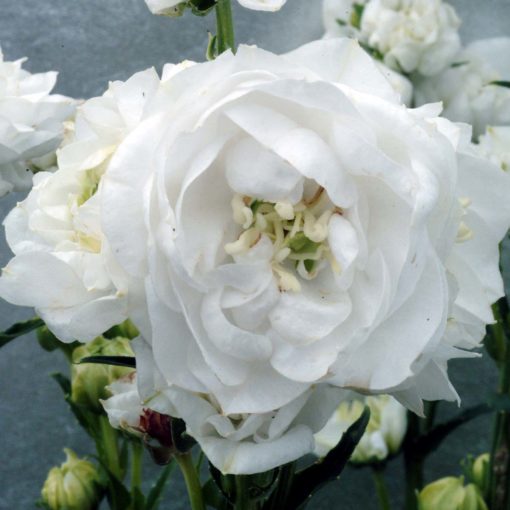 Campanula 'Powder Puff'