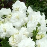 Campanula 'Powder Puff'