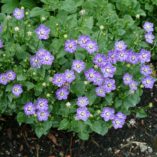 Campanula 'Royal Wave'