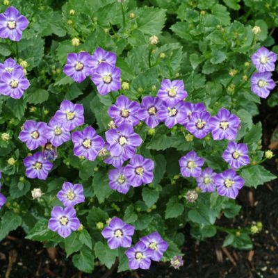 Campanula 'Royal Wave'