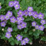 Campanula 'Royal Wave'