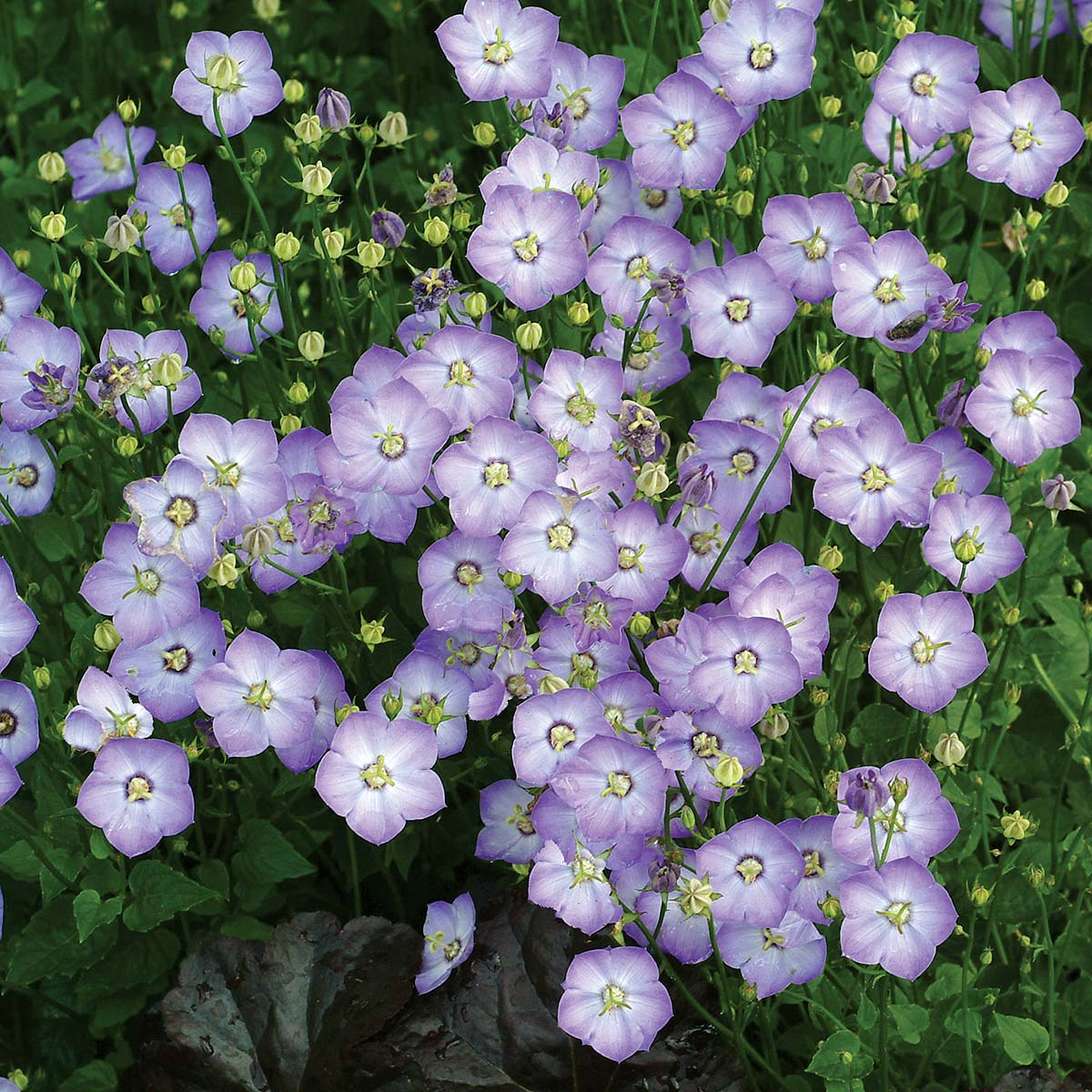 Campanula 'Samantha'