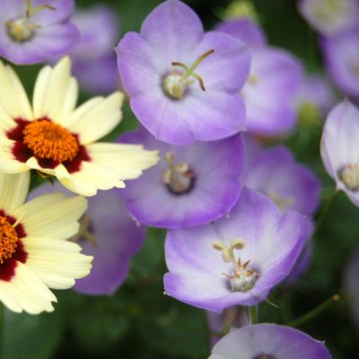 Campanula 'Samantha'