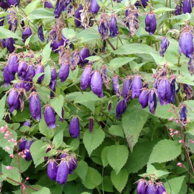 Campanula 'Sarastro'