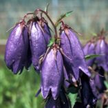 Campanula 'Sarastro'