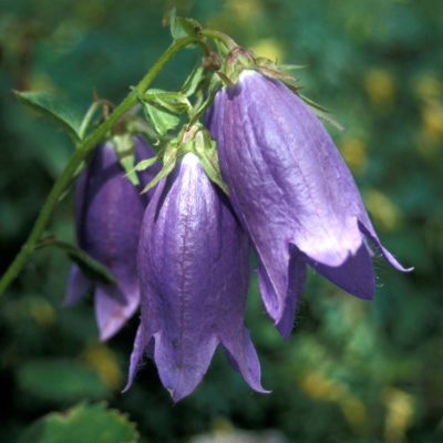 Campanula 'Sarastro'