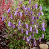 Campanula 'Summertime Blues'